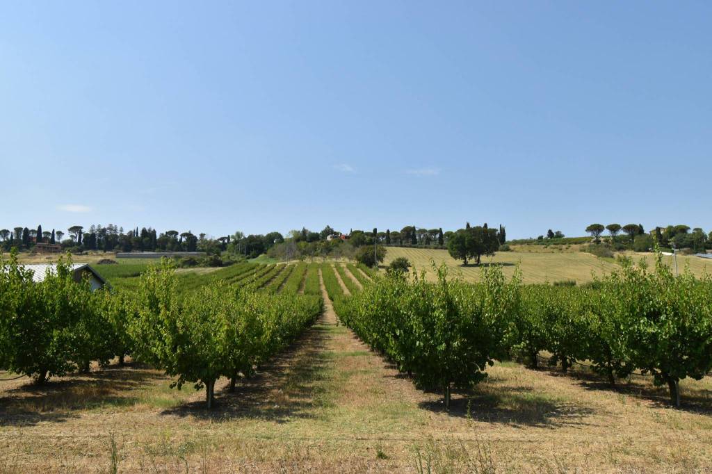 terreno agricolo in vendita a Longiano
