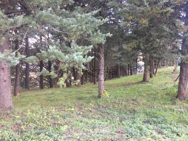 casale in vendita a Mercato Saraceno