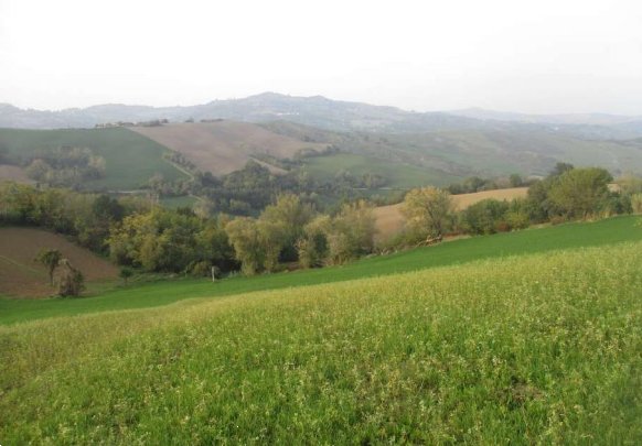terreno agricolo in vendita a Mercato Saraceno in zona Serra