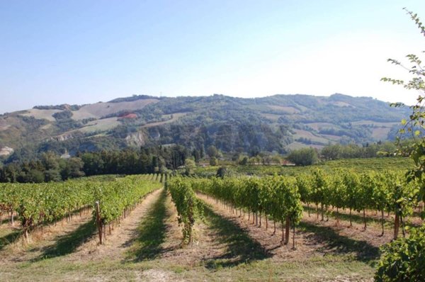 negozio in vendita a Predappio in zona Montemaggiore