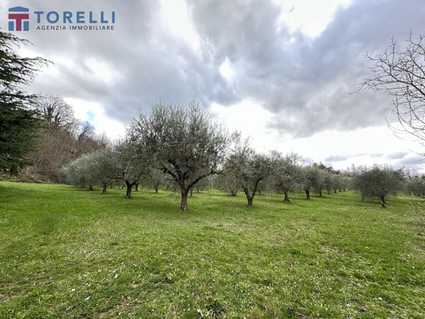 pentavano in vendita a Roncofreddo