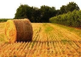 casa indipendente in vendita a Roncofreddo in zona Montecodruzzo