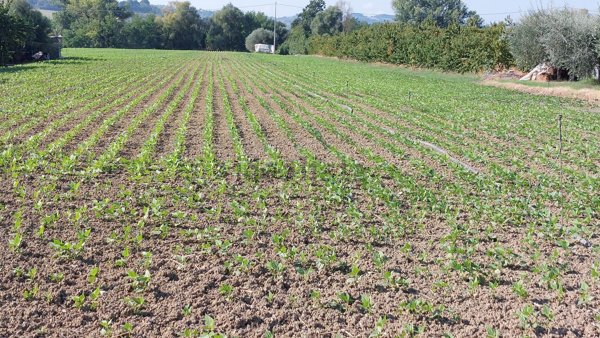 terreno agricolo in vendita a Savignano sul Rubicone