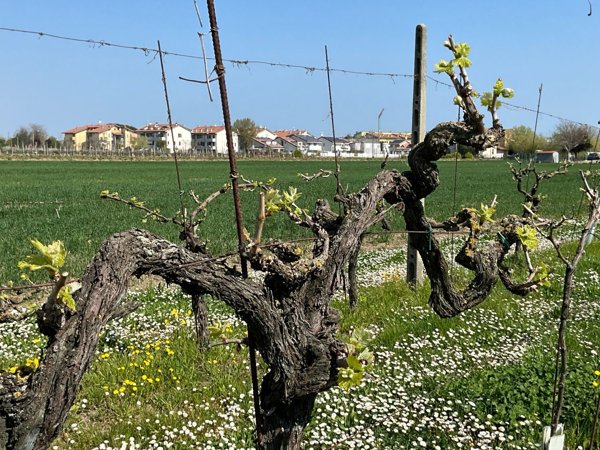 terreno agricolo in vendita a Savignano sul Rubicone in zona Capanni