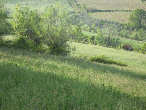 terreno agricolo in vendita a Sogliano al Rubicone