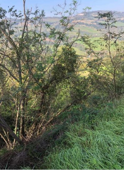 terreno agricolo in vendita a Sogliano al Rubicone