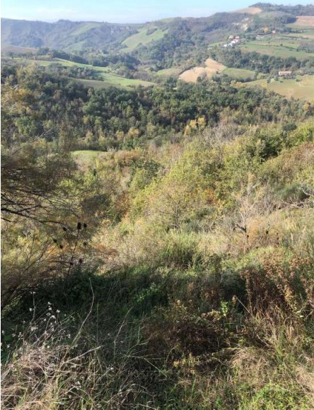 terreno agricolo in vendita a Sogliano al Rubicone