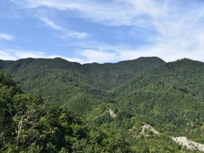 terreno agricolo in vendita a Verghereto