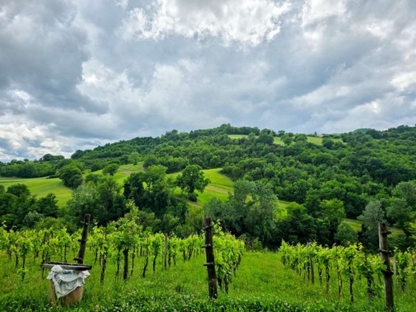 terreno agricolo in vendita ad Acqualagna in zona Pelingo