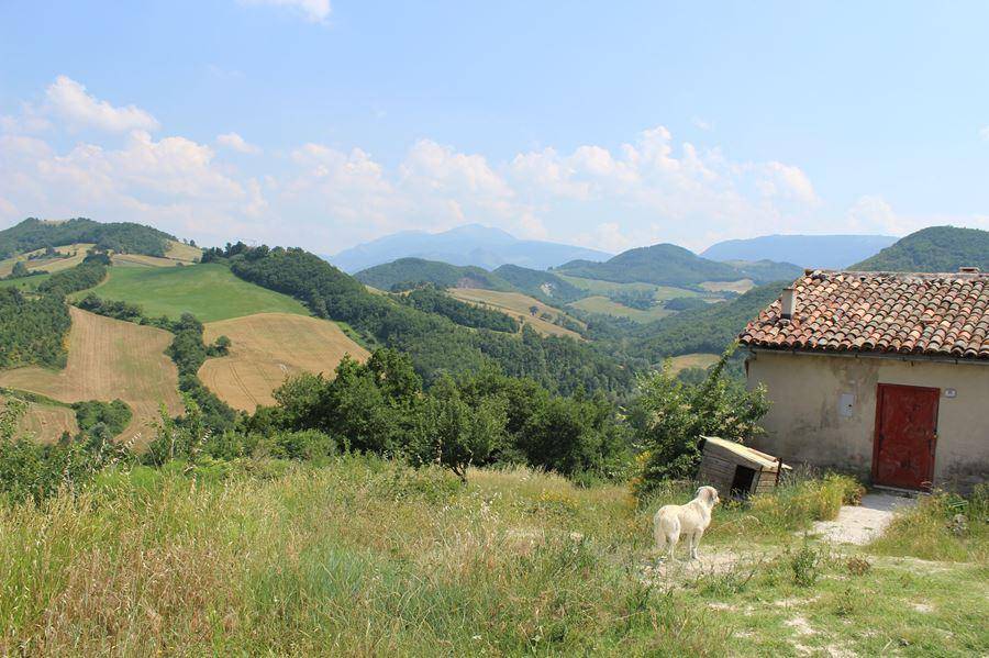 terreno agricolo in vendita a Cagli