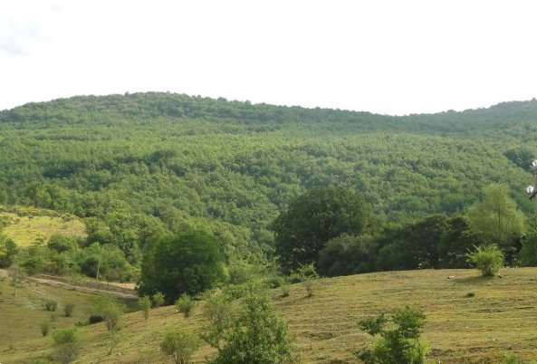 terreno agricolo in vendita a Cantiano
