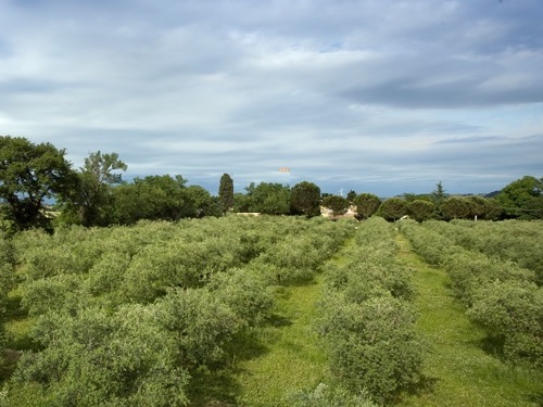 azienda agricola in vendita a Cartoceto