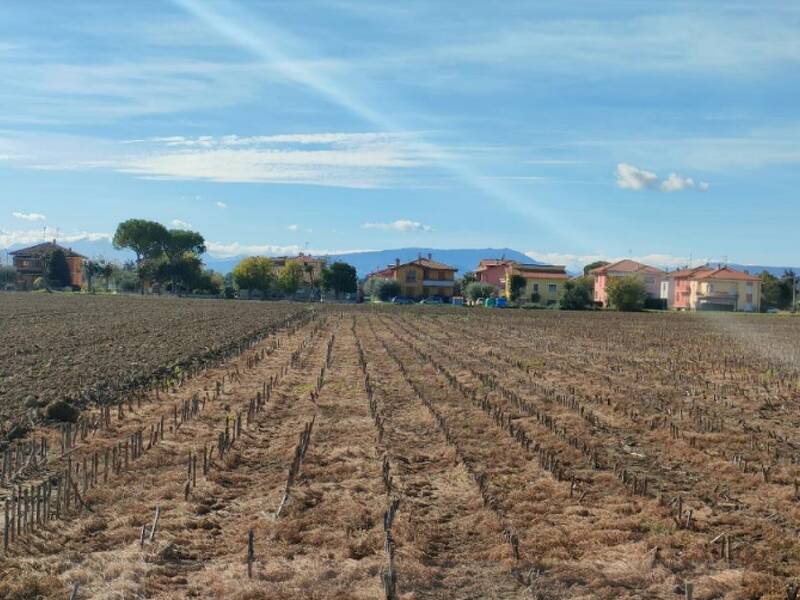 terreno agricolo in vendita a Cartoceto