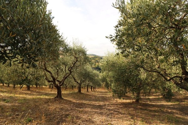 villa in vendita a Cartoceto