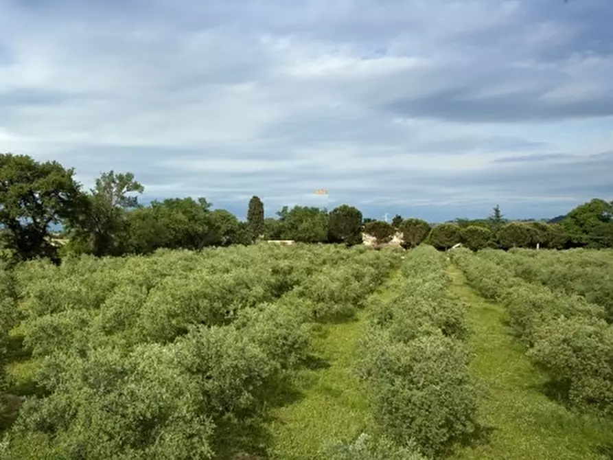 negozio in vendita a Cartoceto