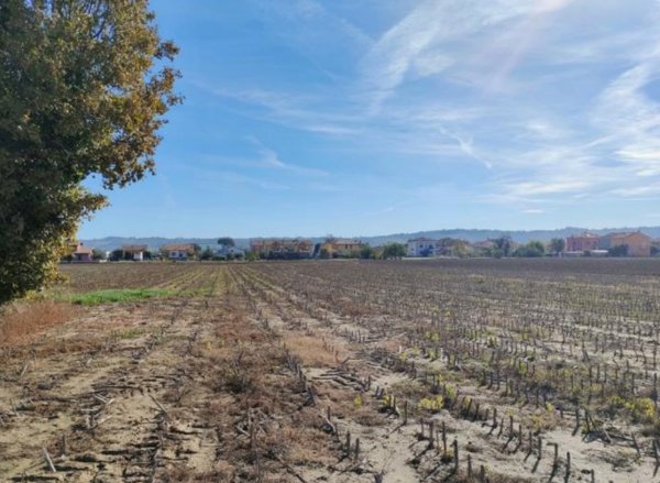 terreno agricolo in vendita a Cartoceto in zona Lucrezia