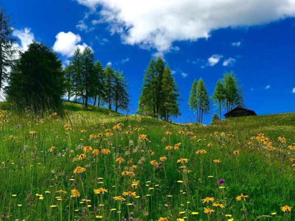 terreno agricolo in vendita a Fano