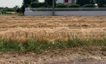 terreno agricolo in vendita a Fano in zona Torrette