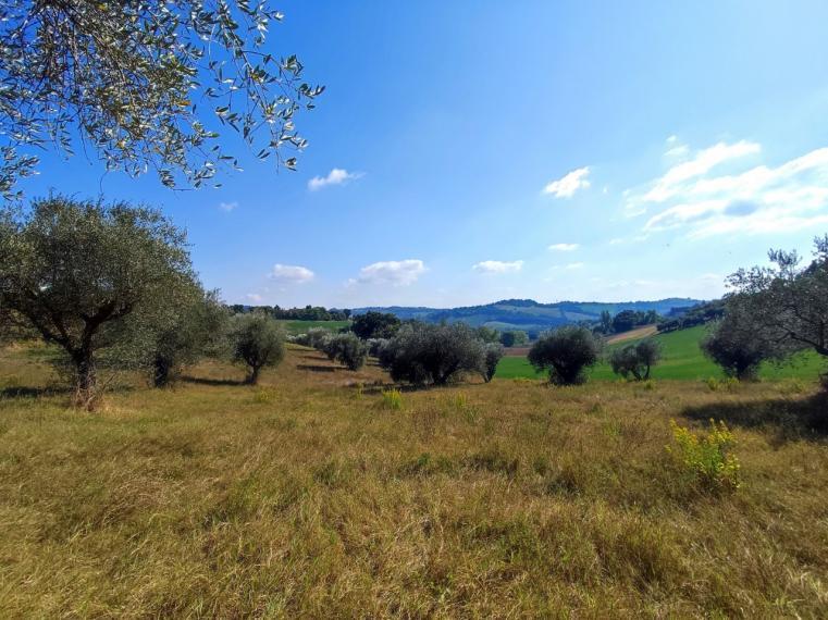 terreno agricolo in vendita a Fano in zona Sant'Andrea