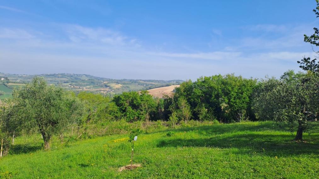 terreno agricolo in vendita a Fano in zona Carignano Terme
