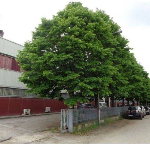 locale commerciale in vendita a Fano in zona Centinarola