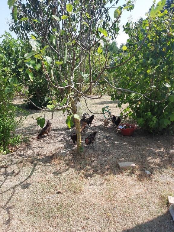 terreno agricolo in vendita a Fano in zona Fenile