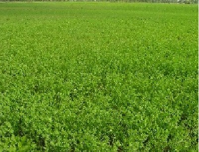 terreno agricolo in vendita a Gradara in zona Granarola