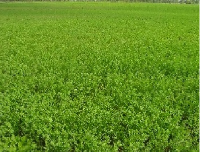 terreno agricolo in vendita a Gradara in zona Granarola