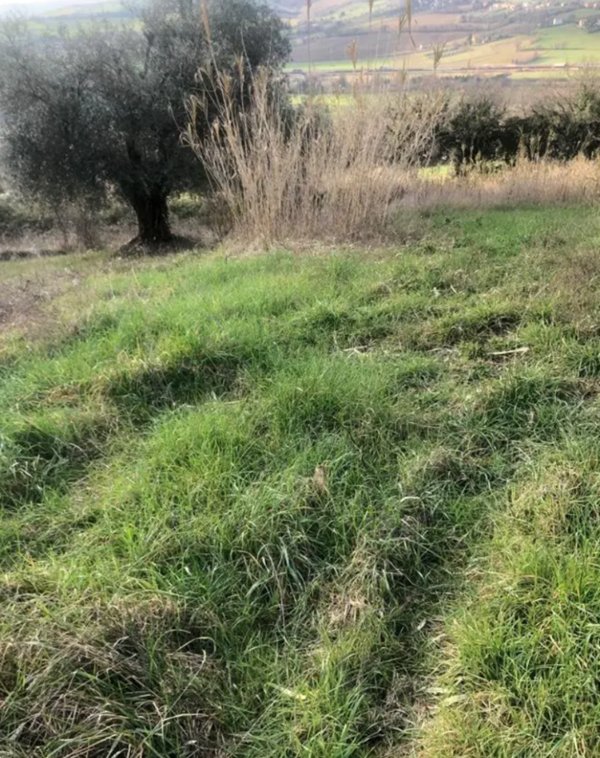terreno edificabile in vendita a Gradara in zona Granarola