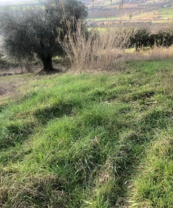 terreno edificabile in vendita a Gradara in zona Granarola