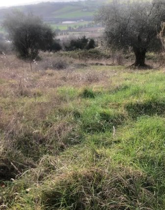 terreno edificabile in vendita a Gradara in zona Granarola