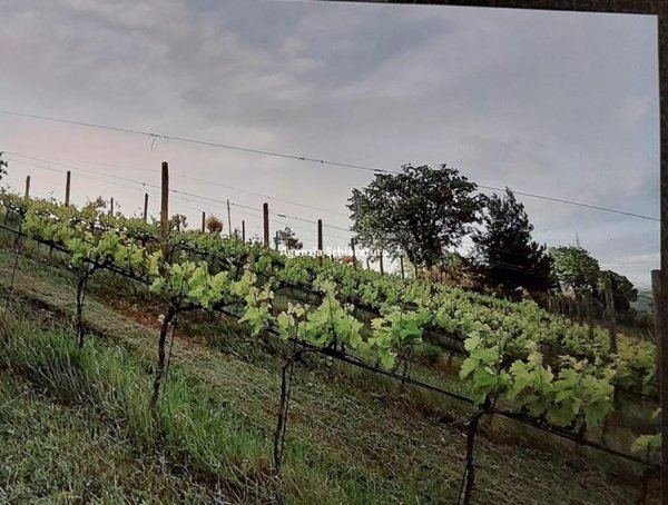 terreno agricolo in vendita a Mombaroccio
