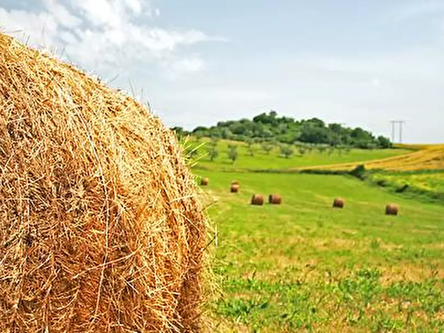 terreno agricolo in vendita a Mombaroccio