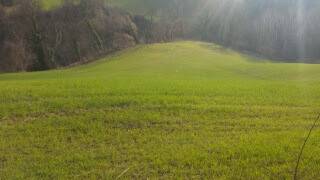 terreno agricolo in vendita a Mondavio