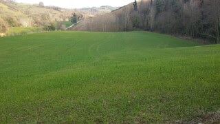 terreno agricolo in vendita a Mondavio in zona Sant'Andrea di Suasa