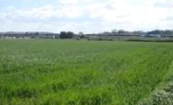 terreno agricolo in vendita a Mondolfo