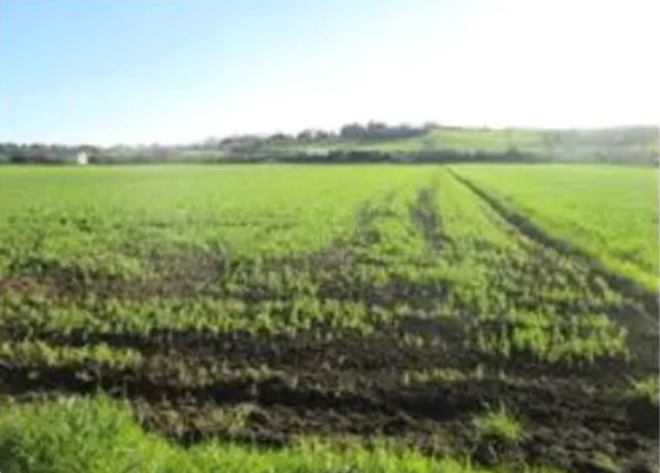 terreno edificabile in vendita a Mondolfo in zona Marotta