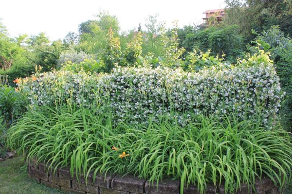 casa indipendente in vendita a Mondolfo