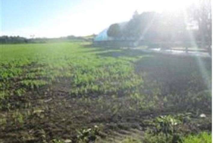 terreno agricolo in vendita a Mondolfo in zona Marotta