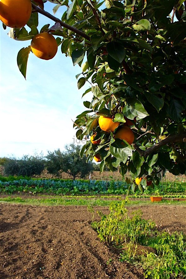 terreno agricolo in vendita a Mondolfo in zona Sterpettine