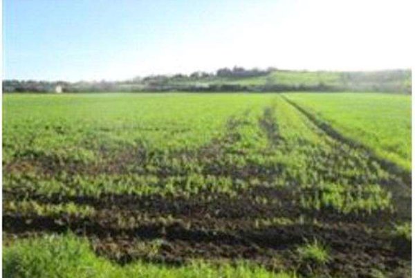 terreno agricolo in vendita a Mondolfo in zona Marotta