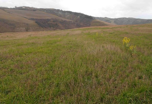 terreno agricolo in vendita a Montecalvo in Foglia in zona Borgo Massano