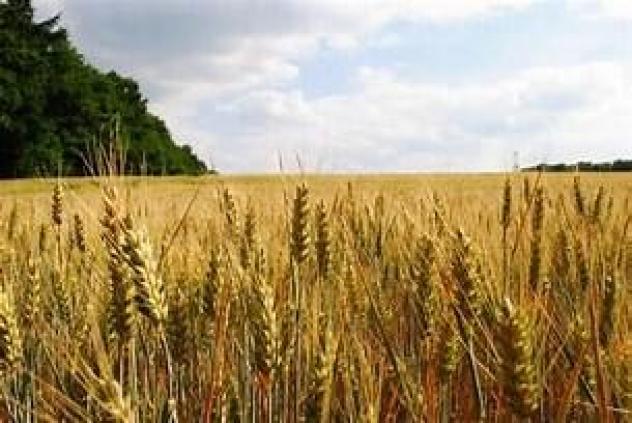 terreno agricolo in vendita a Montelabbate in zona Osteria Nuova
