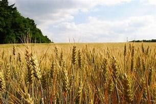 terreno agricolo in vendita a Montelabbate in zona Osteria Nuova