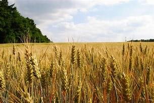 terreno agricolo in vendita a Montelabbate in zona Osteria Nuova