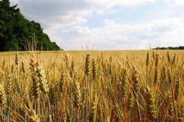 terreno agricolo in vendita a Montelabbate in zona Osteria Nuova