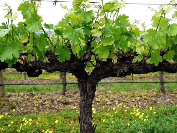 terreno agricolo in vendita a Montelabbate