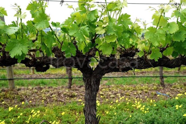 terreno agricolo in vendita a Montelabbate