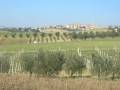terreno agricolo in vendita a Monte Porzio