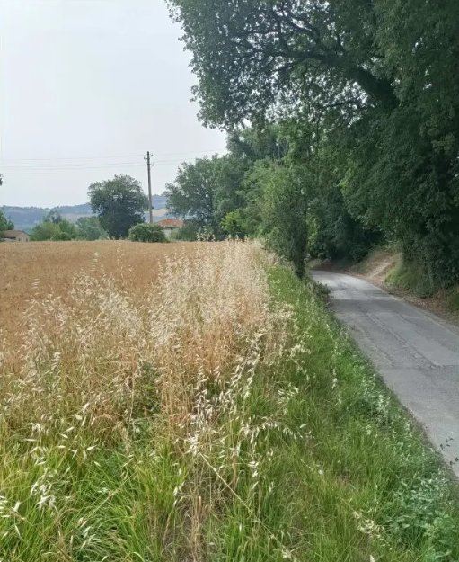 terreno agricolo in vendita a Monte Porzio